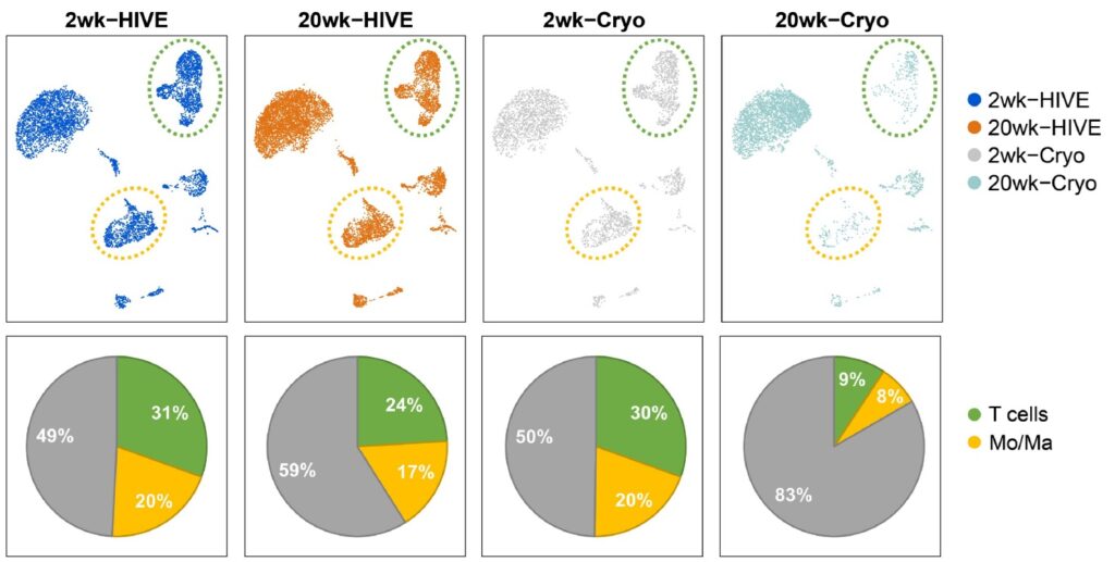 長期凍結保存と HIVE 保存の細胞生存率比較