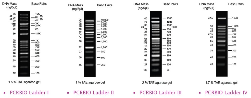 50 bp から 10 kb までの広範囲をカバーする DNA ラダー