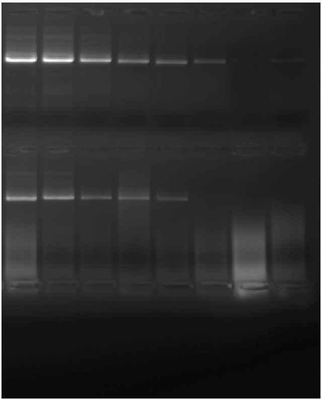 精製されたヒトゲノム DNA に由来する GAPDH からの 5 kb アンプリコンの増幅