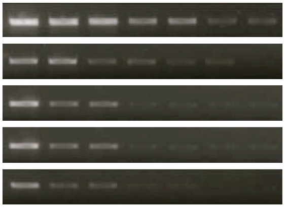 マウス尾 DNA 迅速抽出の比較