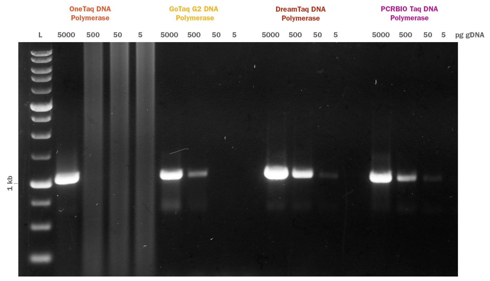 PCRBIO Taq DNA Polymerase 競合比較(1kbフラグメント)
