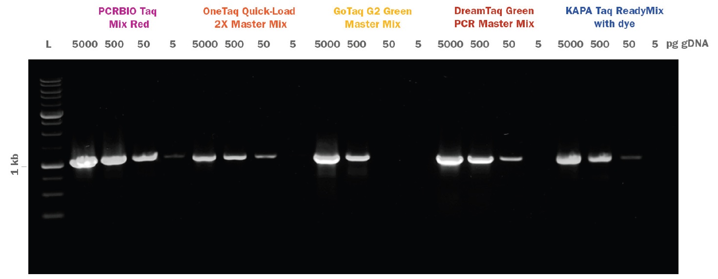 PCRBIO Taq Mix Red 競合比較(1kbフラグメント)